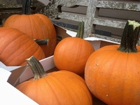 At Home With Lesley - AUTUMN KITCHEN
